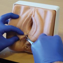 Trainer für die Naht von Episiotomien / Perineal Repair Trainer von Adam Rouilly
