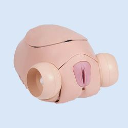 Limbs & Things Chirurgischer Trainer – weibliches Becken