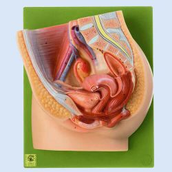 SOMSO – Medianschnitt des weiblichen Beckens, 2-teilig, natürliche Größe