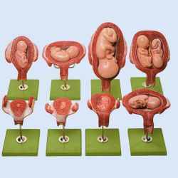SOMSO – Anatomische Schwangerschaftsserie, 14-teilig, zerlegbar