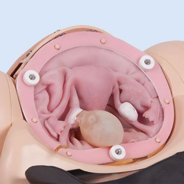 Uterus for Surgical Female Pelvic Ttrainer Mk 2